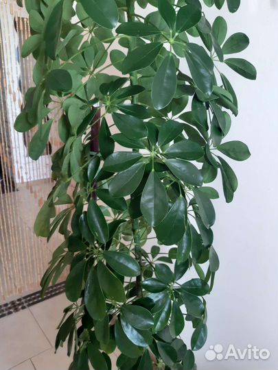 Комнатные цветы шефлера, высота с горшком 1,7 м