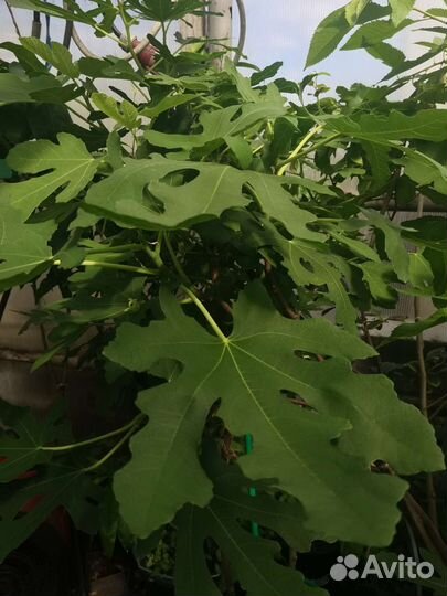 Саженцы инжира разных сортов