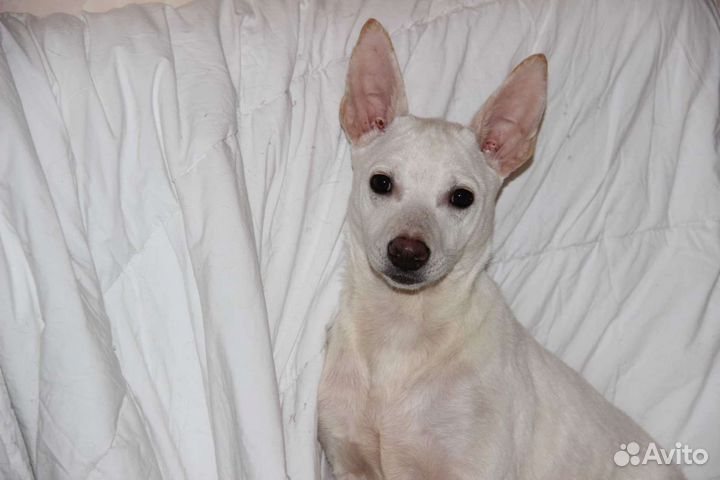 Собаки бесплатно в добрые руки