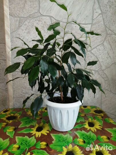 Фикус бенджамина