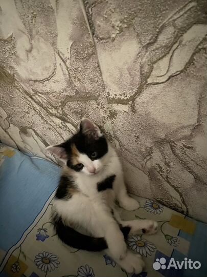 Котенок в добрые руки