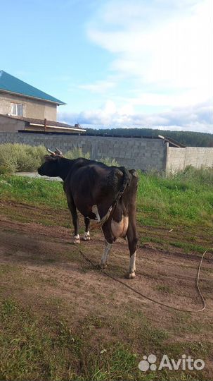 Корова дойная с теленком Голштинская порода