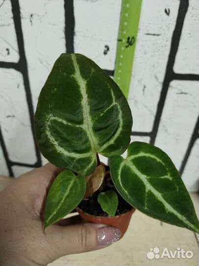 Антуриум сильвер блаш