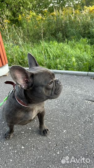 Французский бульдог