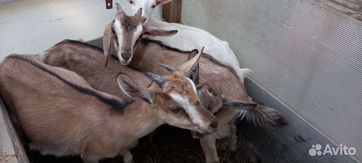 Козочки,козлята