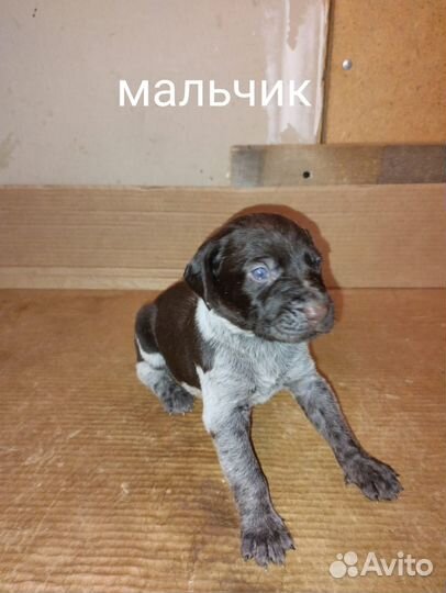 Щенки дратхаара нсо, р. п. Колывань