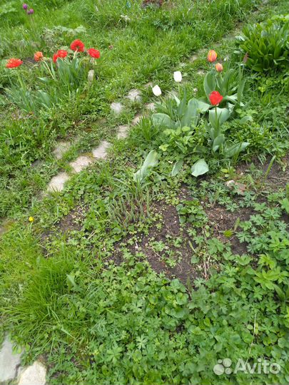 Хоста растение