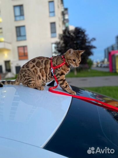 Отдам в добрые руки