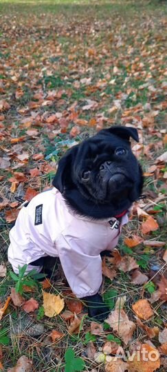 Одежда для маленьких собак (для мопса) пакетом