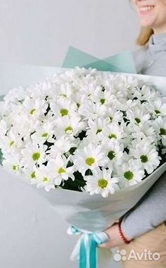 Хризантема