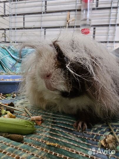 Броньморские свинки ручные породистые