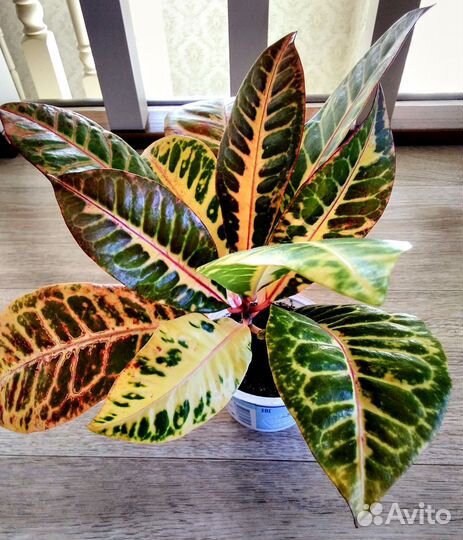 Кротон Норма,Кодиеум