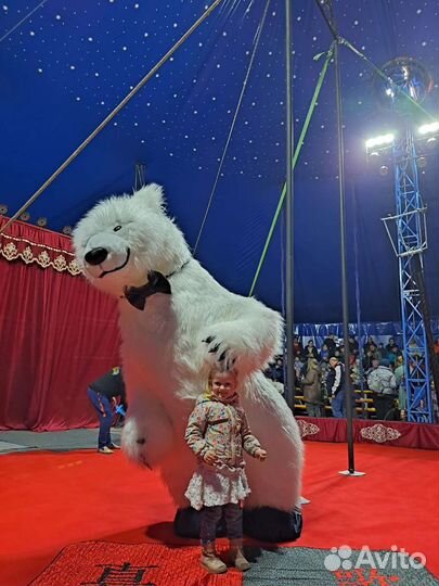 Цирковой Белый мишка с поздравлением для всех