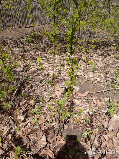 Спирея Дугласа и Сливолисая,жасмин,калина,черемуха