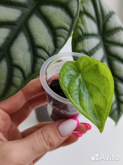 Алоказия Серебряный дракон