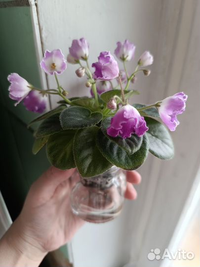 Сортовые фиалки