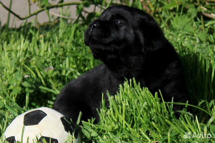 Лабрадор, черныши мальчик и девочка