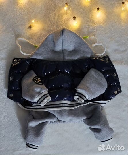 Одежда для собак