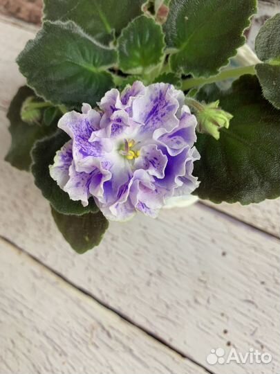 Фиалка детки