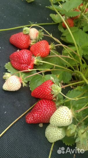 Рассада клубники азия и клери