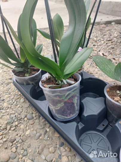 Орхидея фаленопсис отцвевшие