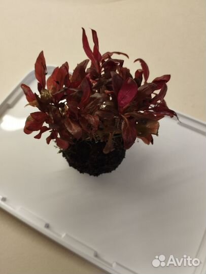 Аквариумное растение альтернантера розанервиг