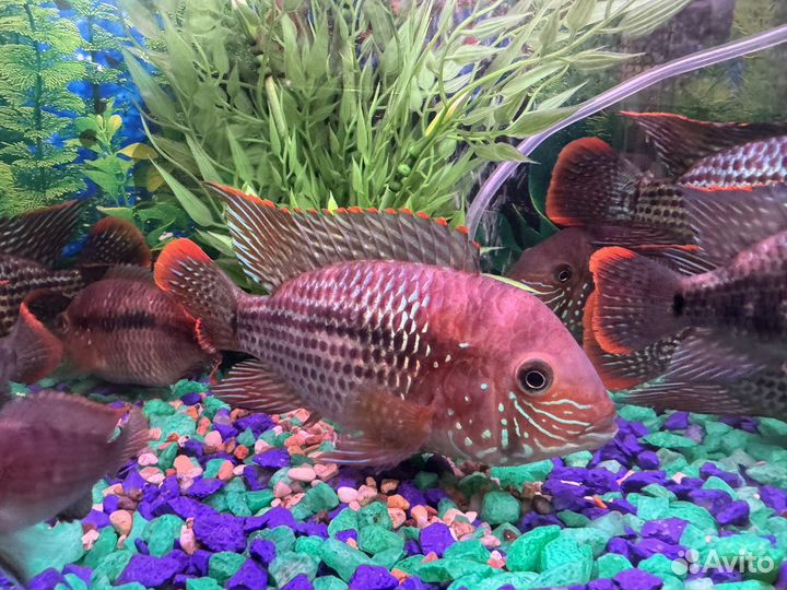 Акара бирюзовая