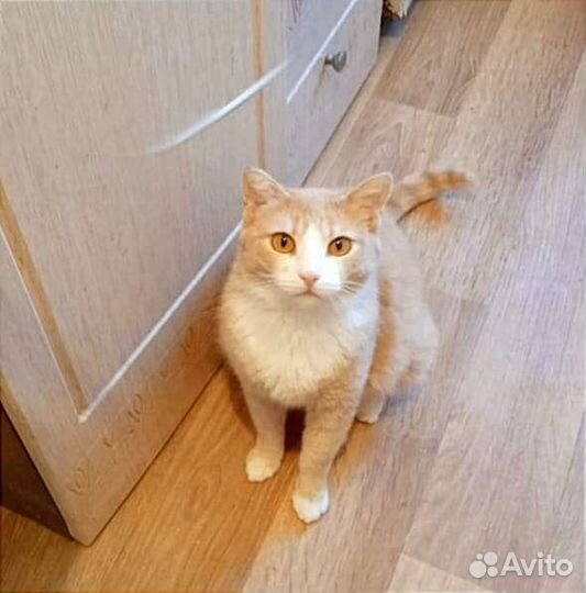 Кошка в дар бесплатно