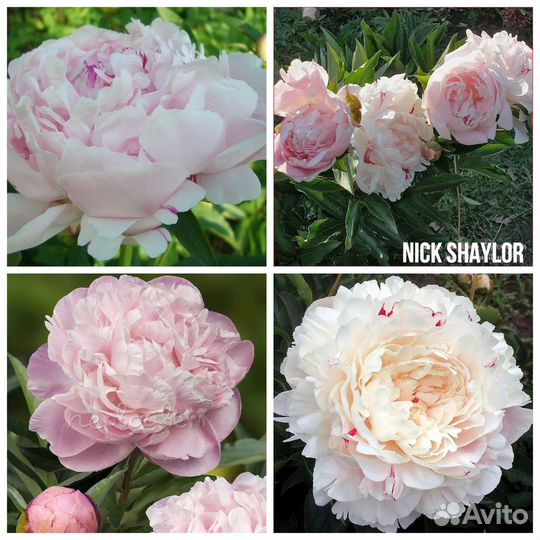 Пион Ник Шейлор