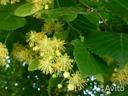 Саженец липы 60 см