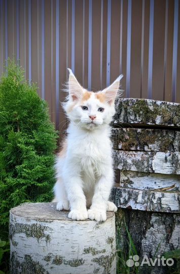 Котёнок Мейн-кун