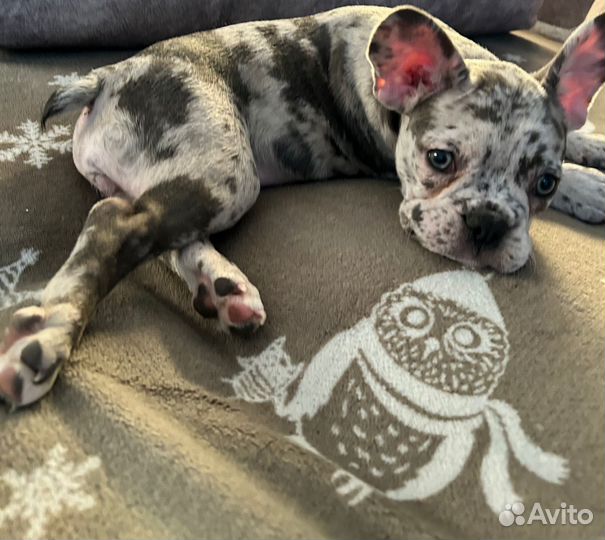 Французский бульдог мини девочка