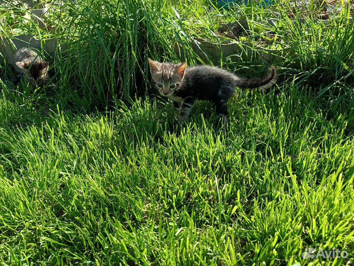 Бенгальские котята