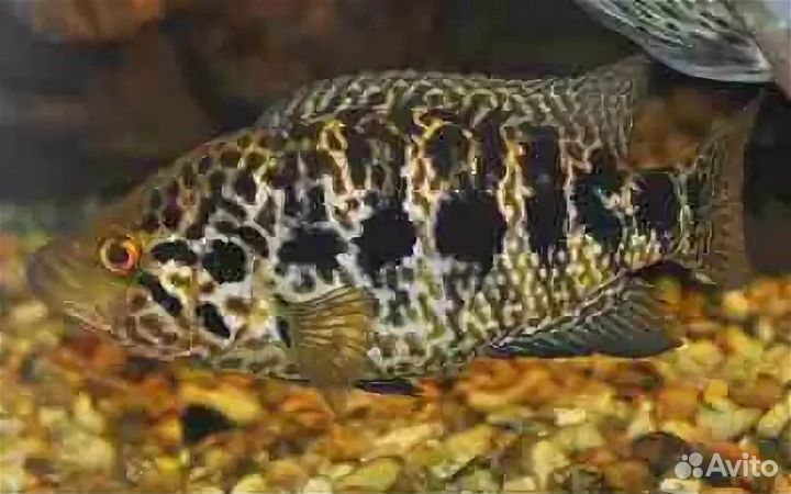 Рыбки разные обмен продажа
