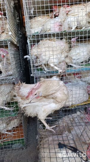 Куры несушки.Бройлер.Утята.Гусята, Муларды