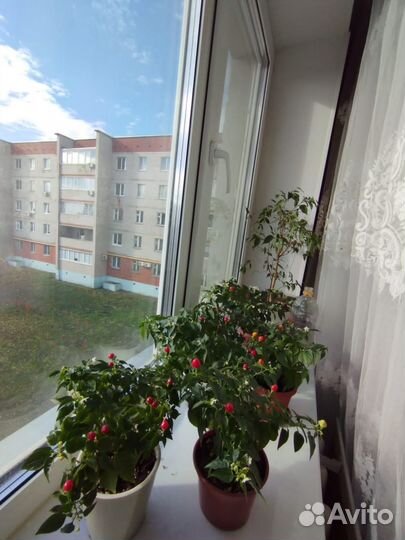 Перец комнатный