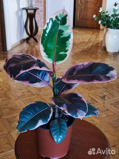 Фикус Белиз