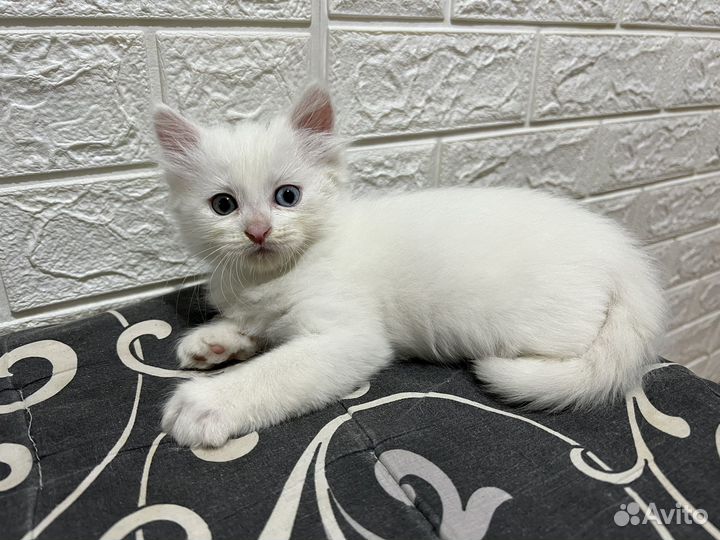Котята бесплатно