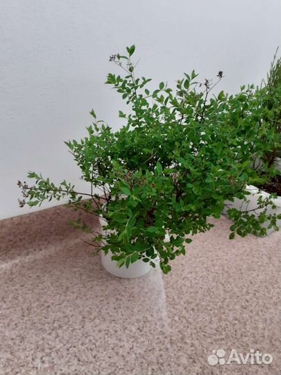 Спирея японская