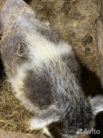 Хряк, вьетнамские поросята