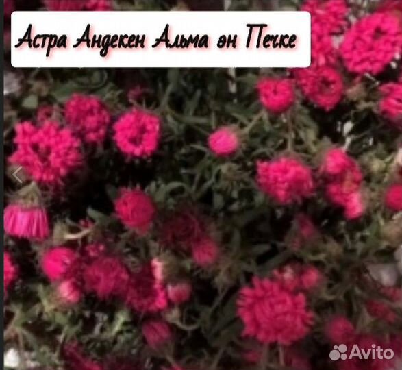 Многолетние растения для сада