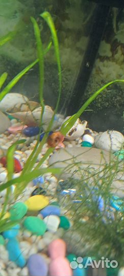 Улитки катушки