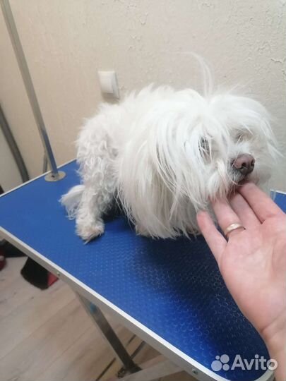 Стрижка собак