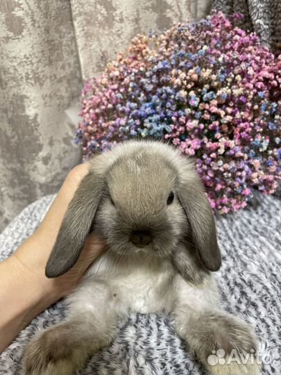 Декоративные вислоухие кролики