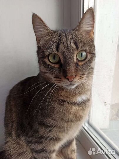 Кот Мурзик ищет дом