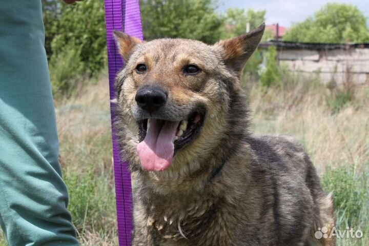 Молодой кобель