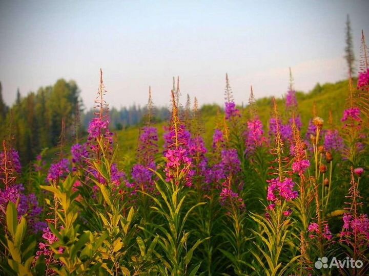 Иван-чай 1 килограмм кипрей 2023 тот самый, 2023