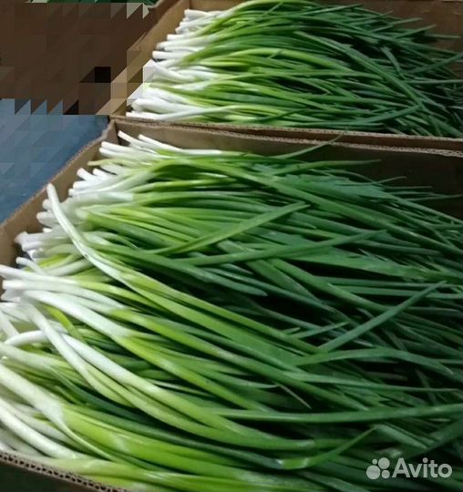 Лук свежий с огорода