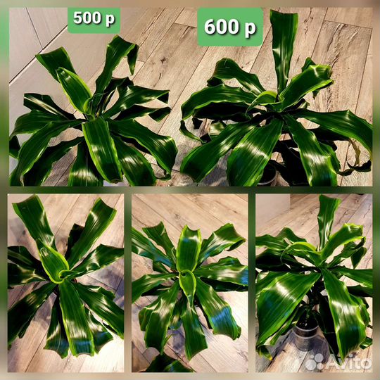 Растения комнатные