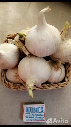 Рокамболь (головки, однозубка, детки)